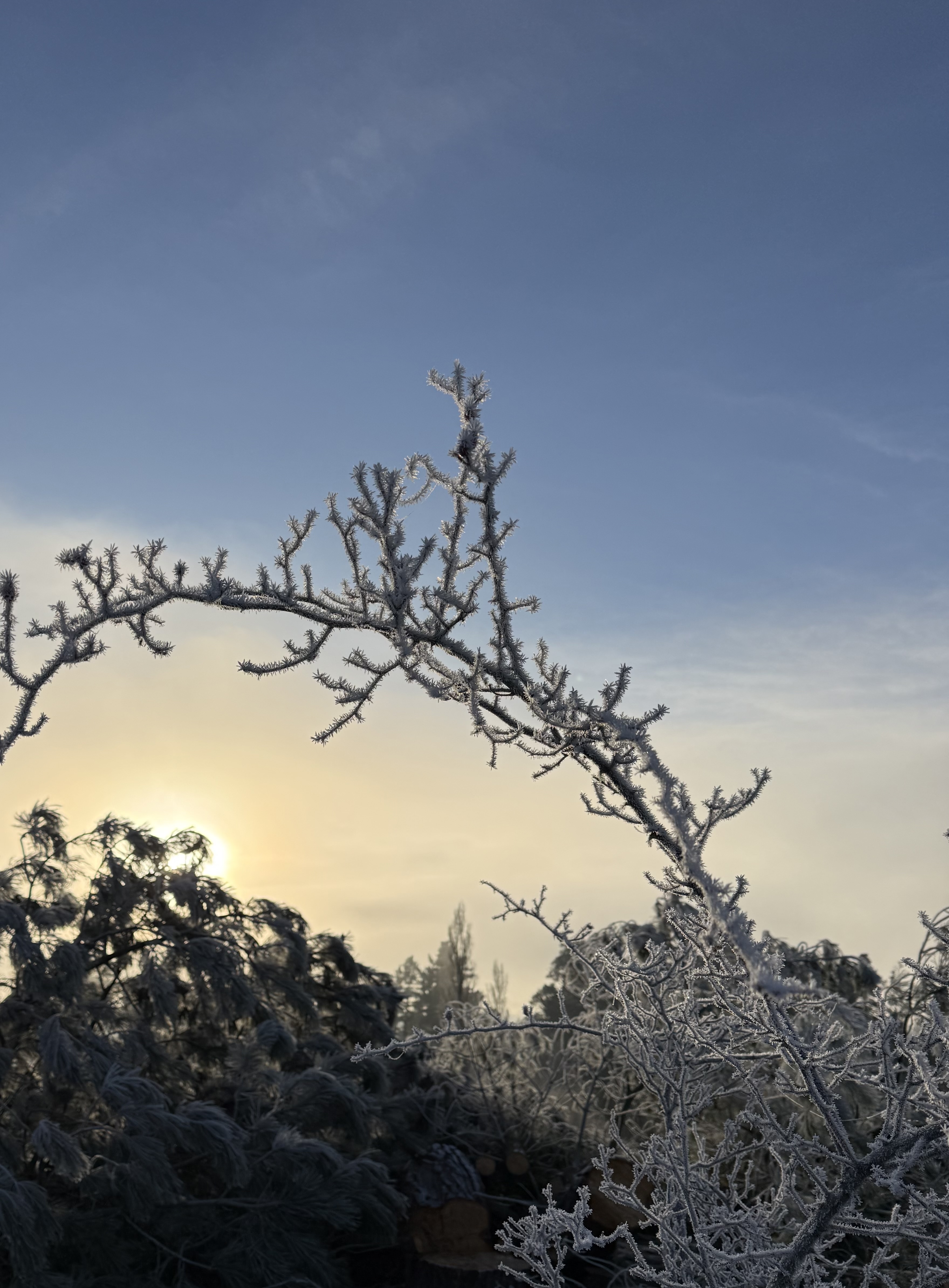 Frosted branch against pale morning sky