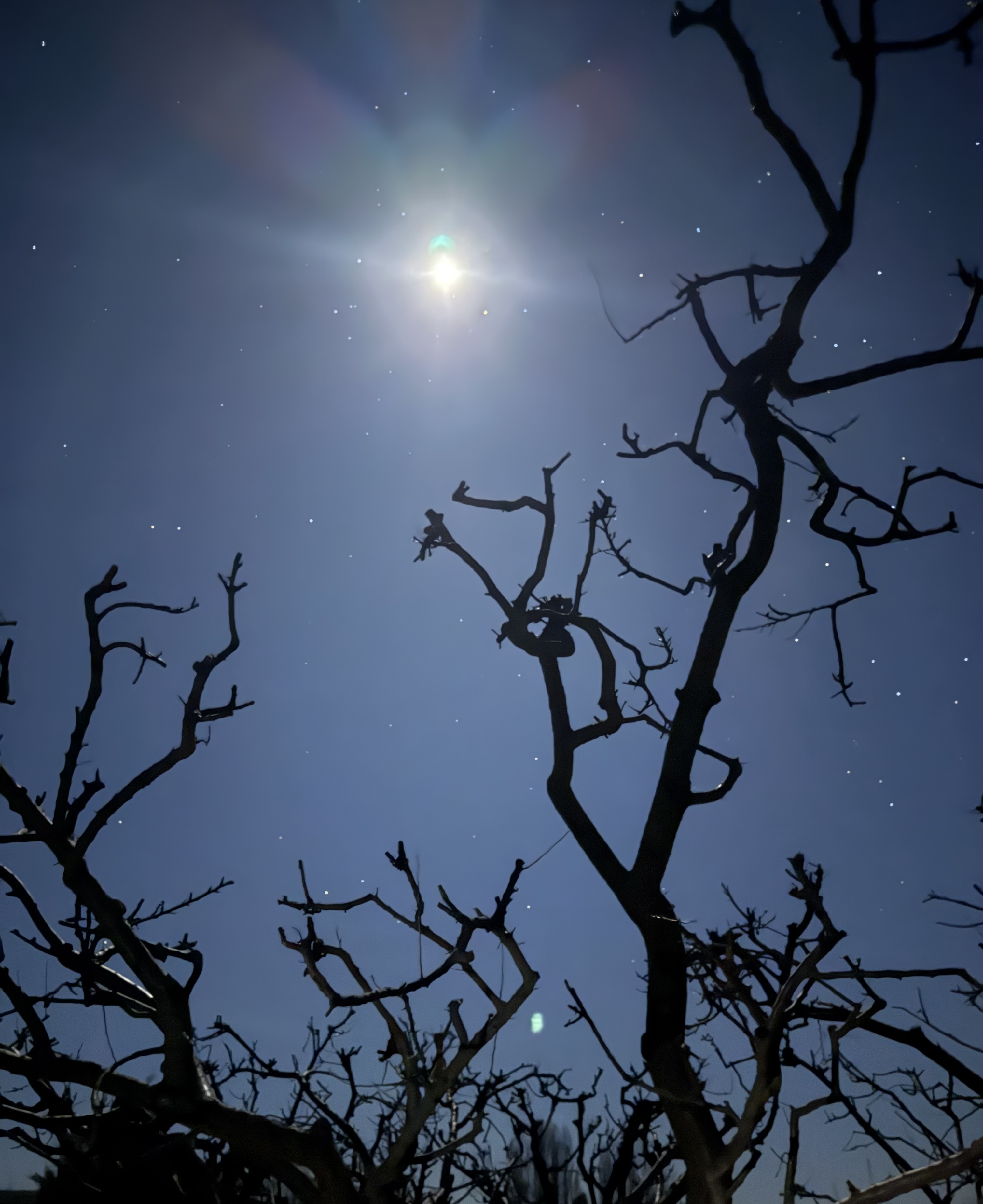 Moon and stars through dark winter branches
