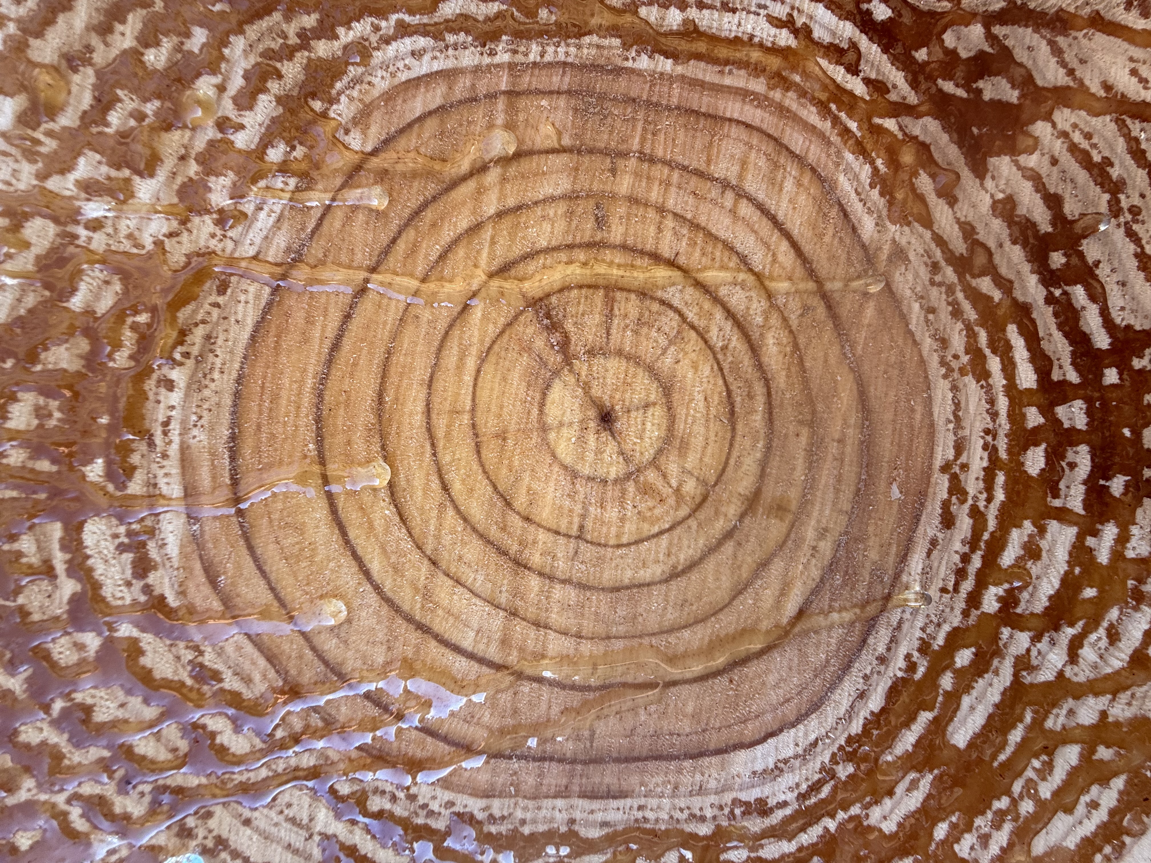 Tree rings and resin in a close-up timber surface